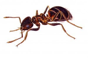 Black Ant