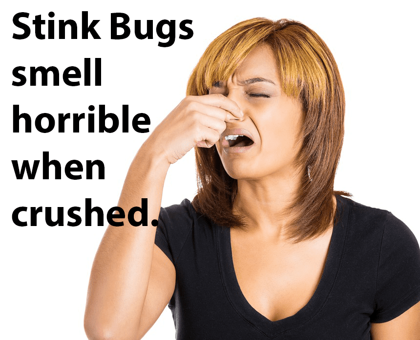 top-rated-stink-bug-control-company-in-springfield-va