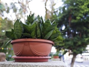 potted plant