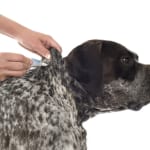 tick and flea prevention