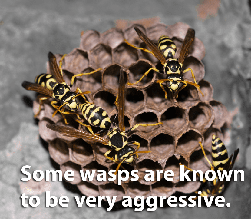 bees wasps hornets wasp types nests nest virginia sting multiple times northern honey