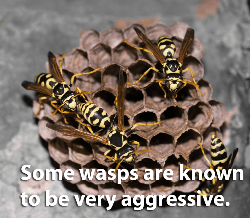 bees wasps hornets virginia wasp types nests nest bee sting multiple times pest northern honey die eaves control
