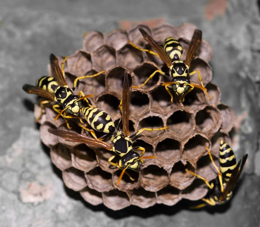 Wasp Nest - Holiday Termite and Pest Control